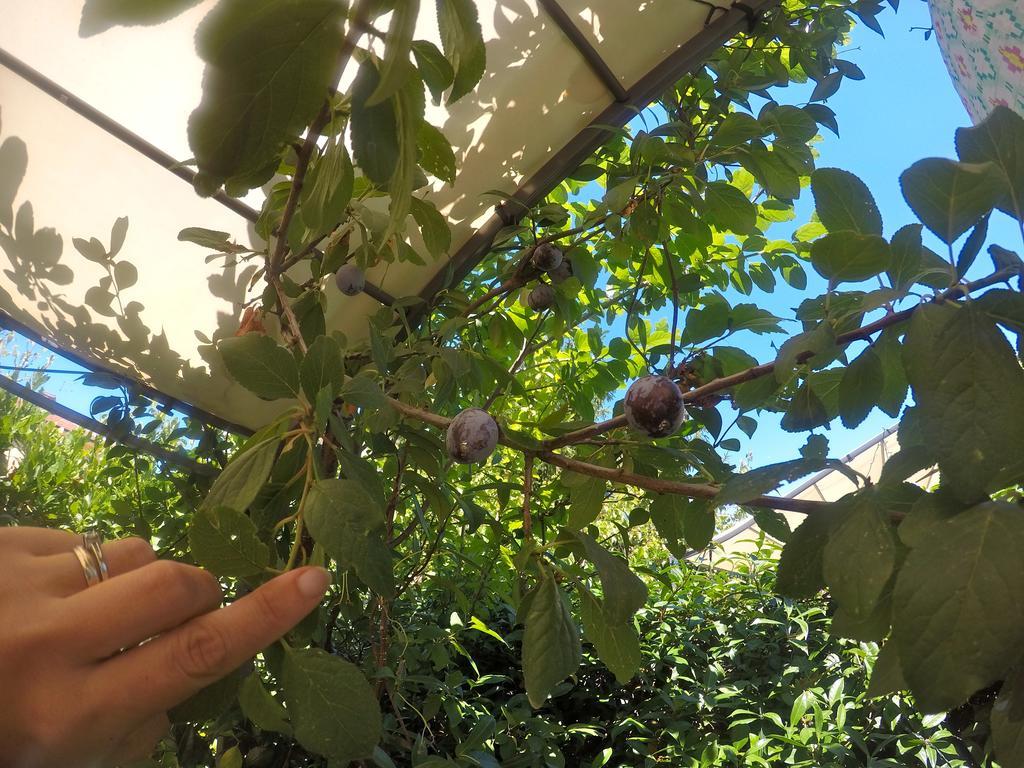 Biscuit B&B 피사 외부 사진